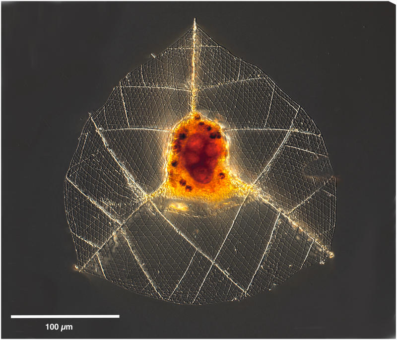 Callimitra sp.