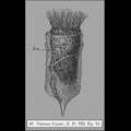 Ptychocylis urnula  from Claparède & Lachmann 1858