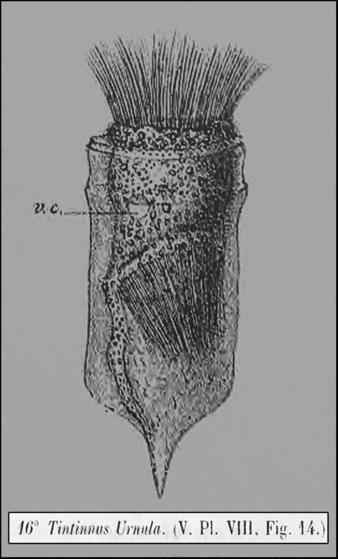 Ptychocylis urnula  from Claparède & Lachmann 1858