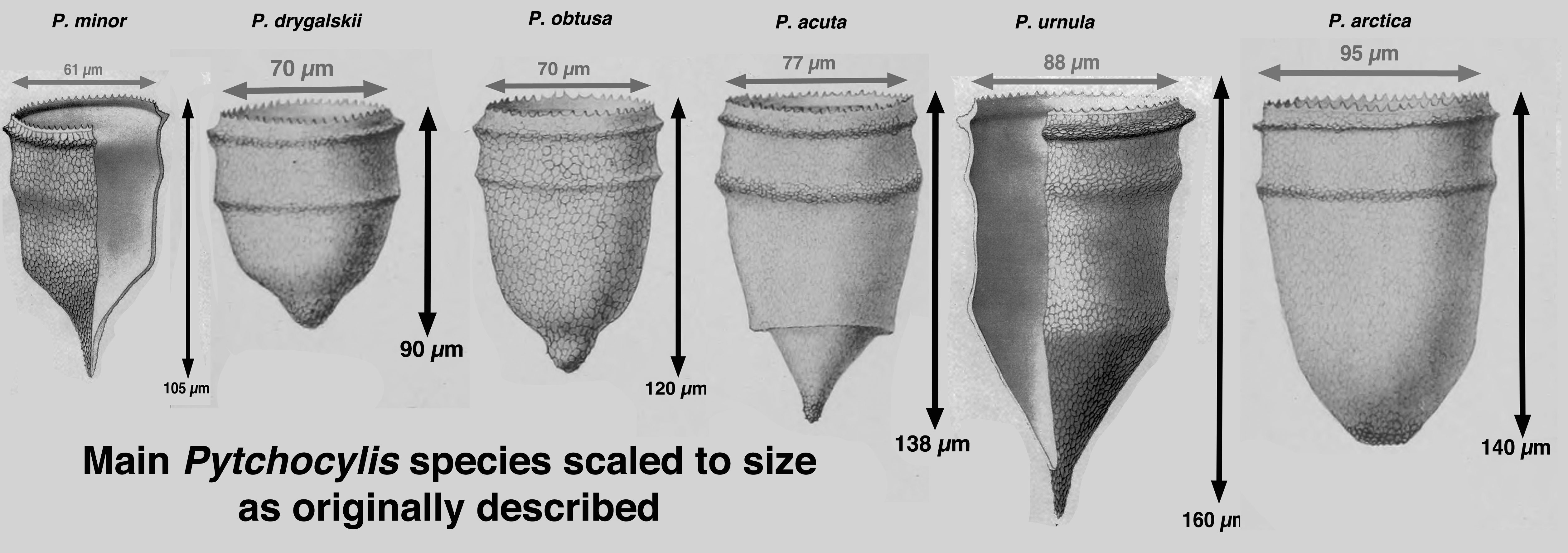 Ptychocylis species correctly sized