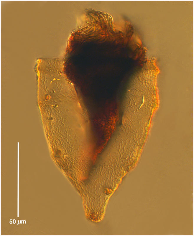 Ptychocylis obtusa (variant)