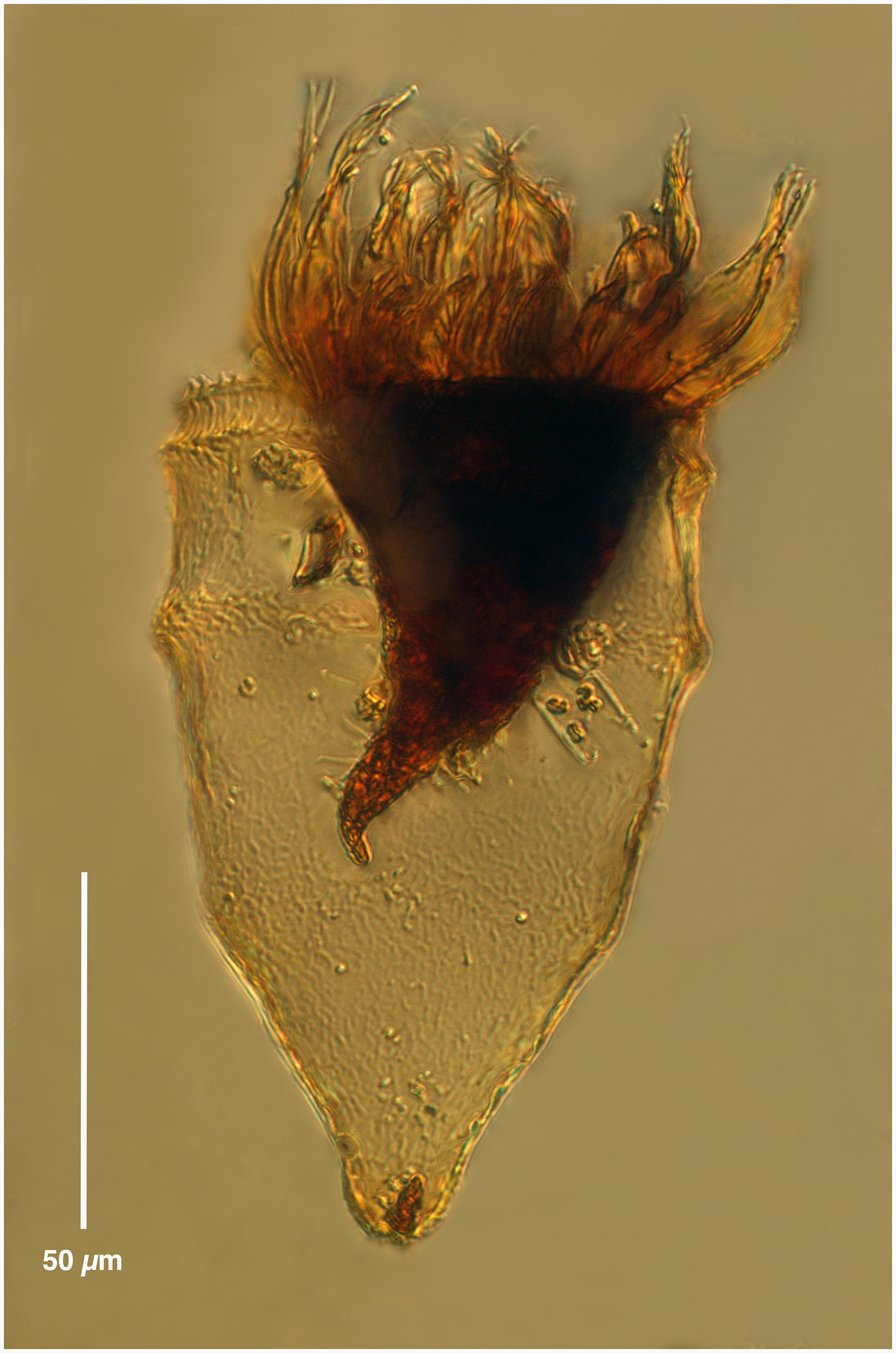 Ptychocylis obtusa (elongate type)