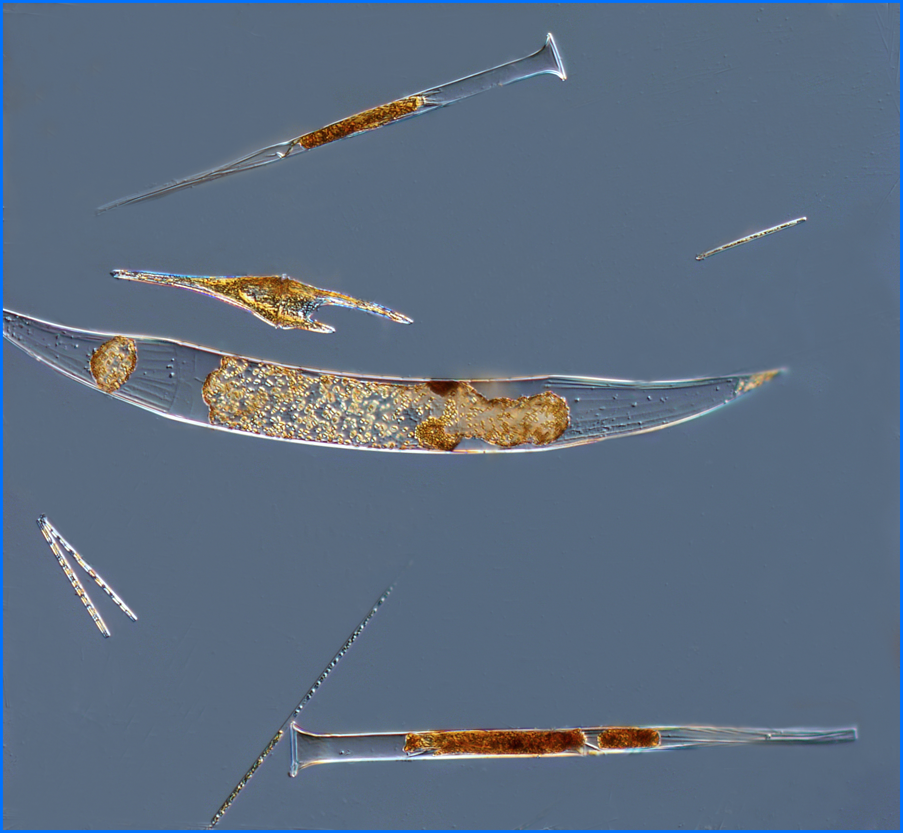 Plankton net tow (50 µm) material imaged using a 10x objective
