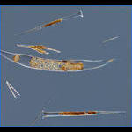 Plankton net tow (50 µm) material imaged using a 10x objective