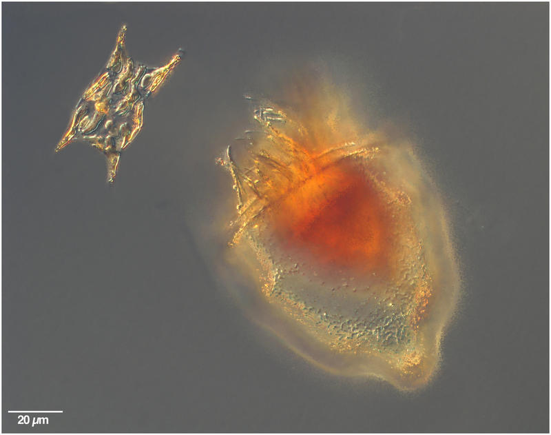 Defiant Diatom: Herb & Herbivore