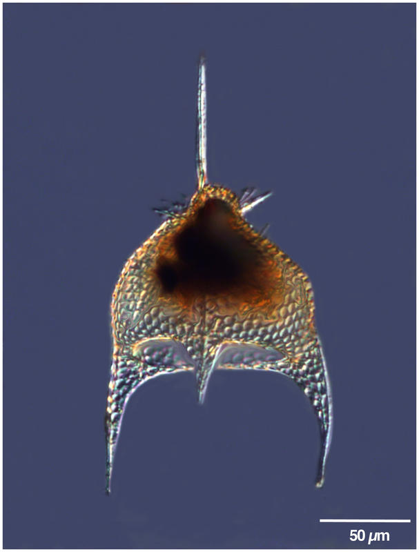 Pterocanium charybdeum