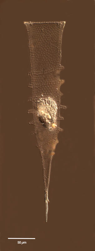 Xystonella scandens