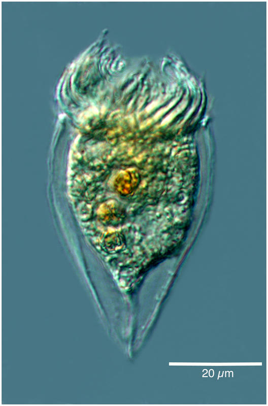 Protorhabdonella simplex