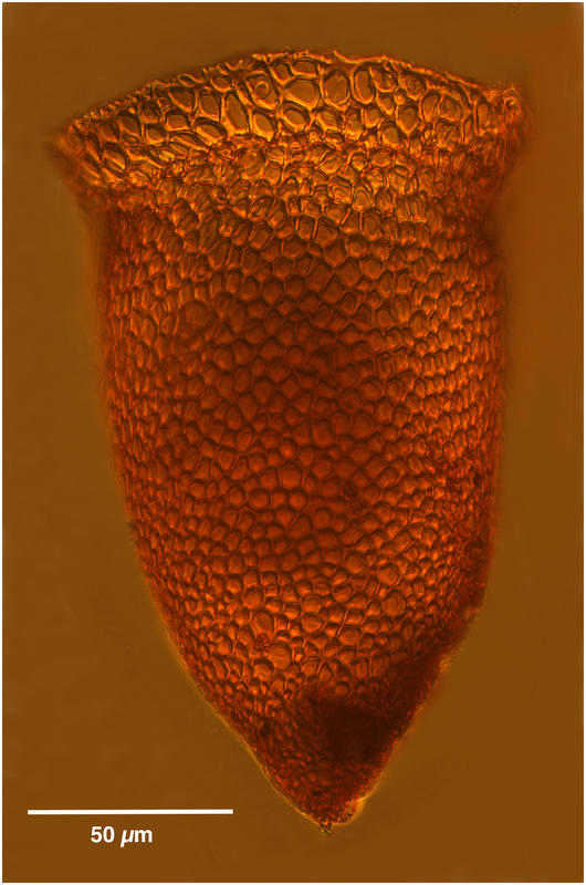 Cyttarocylis ampulla (forma cassis)