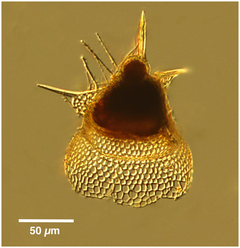 Lipmanella dictyoceras