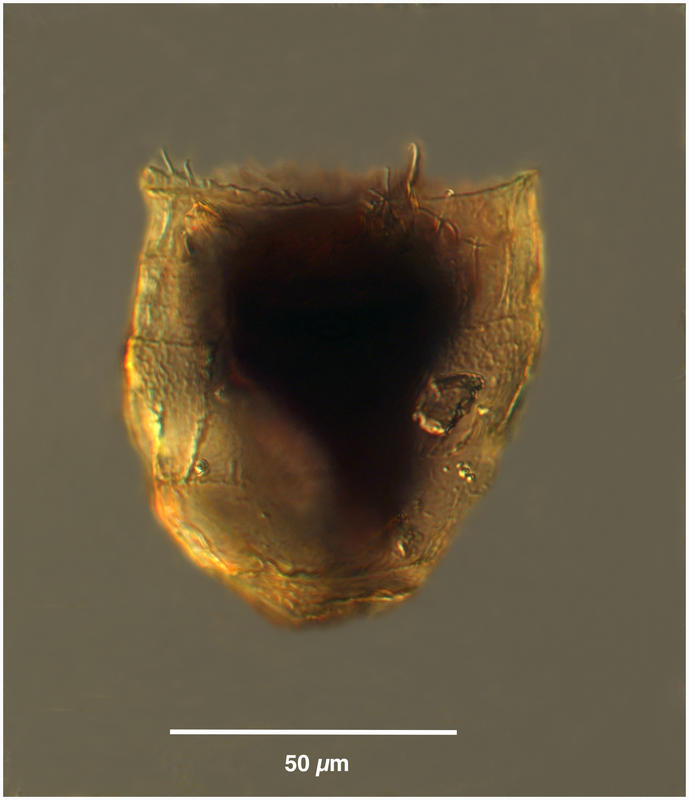 Coxliella form of Ptychocylis obtusa