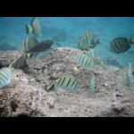 Shallow water fish - Hanauma Bay, Hawaii