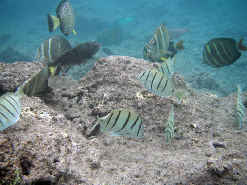 Shallow water fish - Hanauma Bay, Hawaii