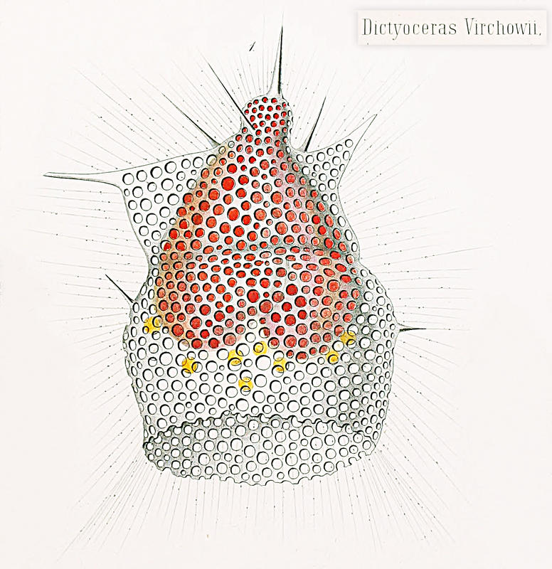 Lipmanella dictyoceras first described as Dictyoceras virchowii by Haeckel
