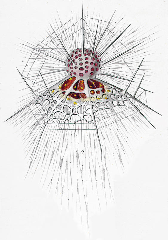 Arachnocorys circumtexta Haekel 1862