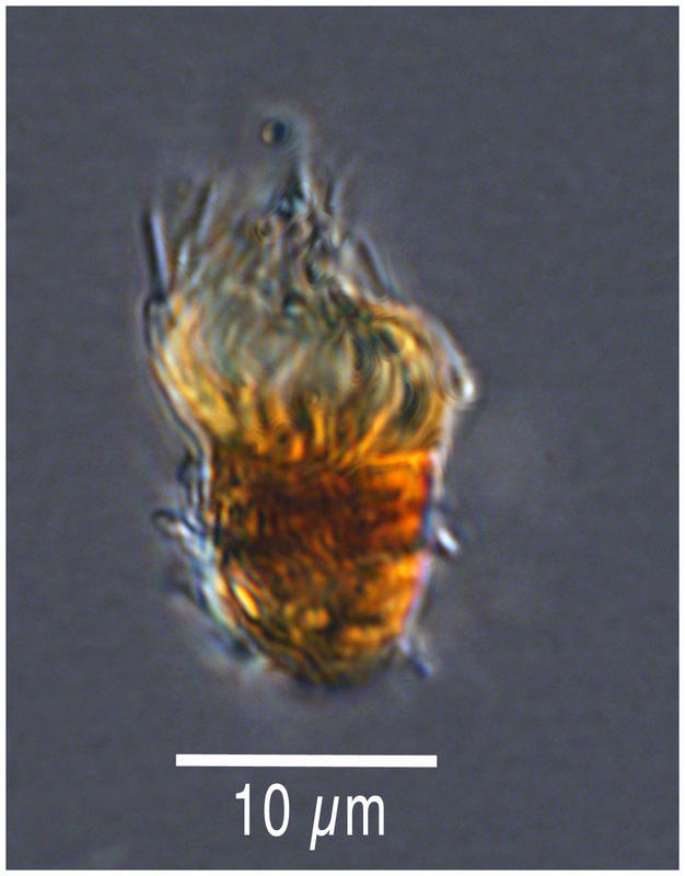 Nano-size Oligotrich