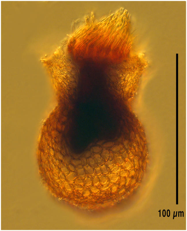 Codonaria cistellula (Fol 1883)
