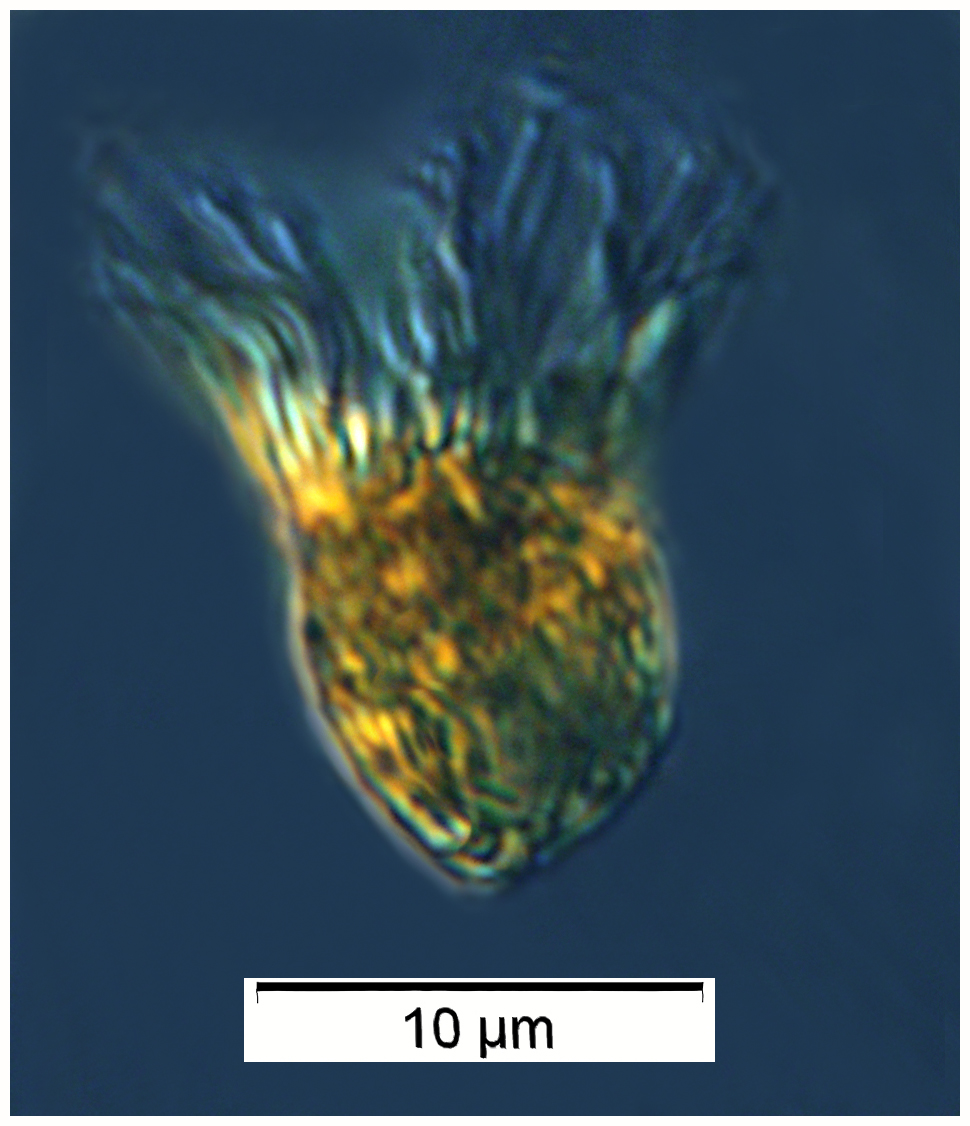 From a sample taken on December 17, 2013 from the Bay of Villefranche