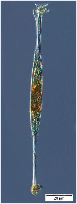 Amphisolenia globifera