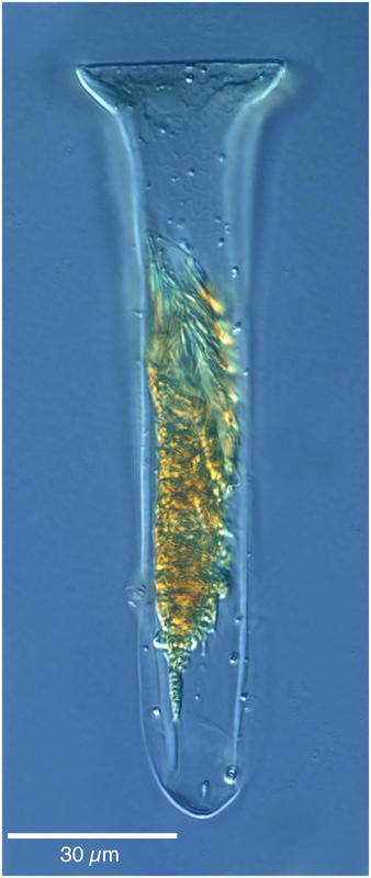 Steenstrupiella steenstrupii Claparède & Lachmann 1858