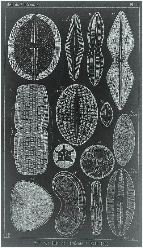 Peragallo 1888 Plate2 (negative version)