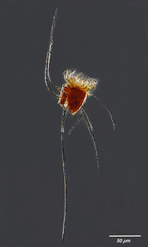 Eutintinnus apertus