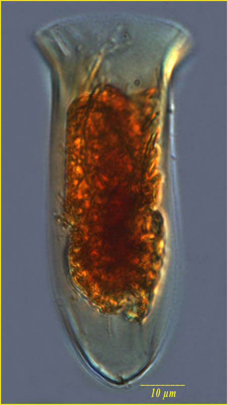 Amphorides quadrilineata