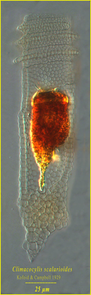 Climacocylis scalarioides
