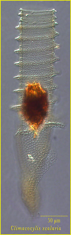 Climacocylis scalaria
