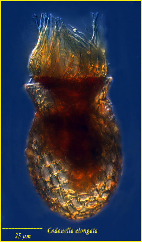 Codonella elongata