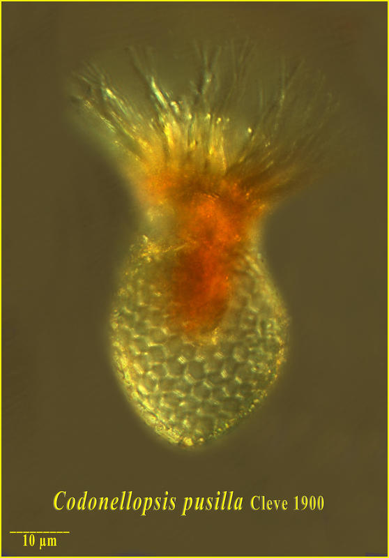 Codonellopsis pusilla