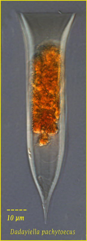 Dadayiella pachytoecus