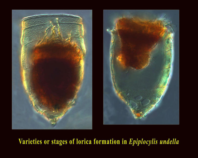 Different forms of Epiplocylis undella