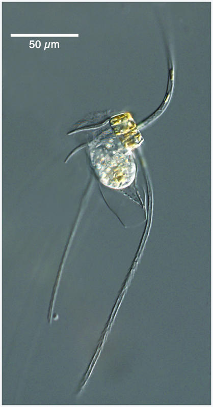 Eutintinnus apertus attached to a Chaetoceros