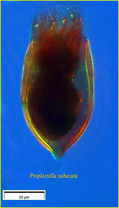 Proplectella subacuta