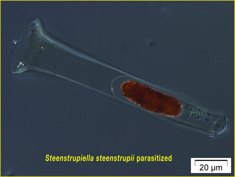 Steenstrupiella parasitized