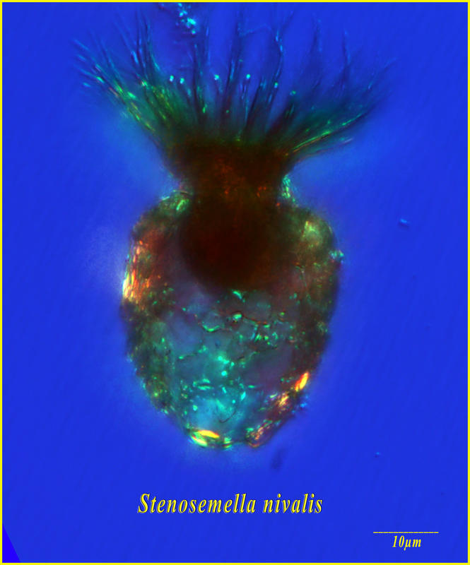 Stenosemella nivalis