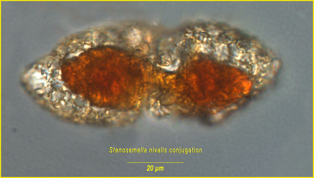 Conjugating pair of Stenosemella nivalis