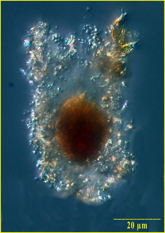 Tintinnidium species from winter 2003 in the Bay of Villefranche