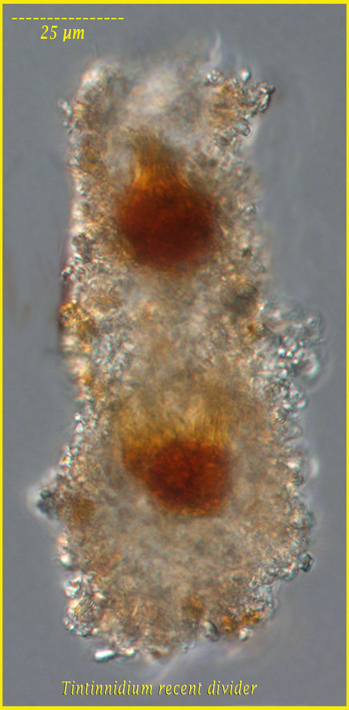 Tinitinnidium Reproduction
