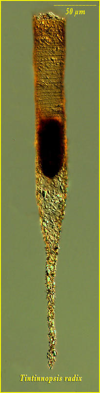 Tintinnopsis radix