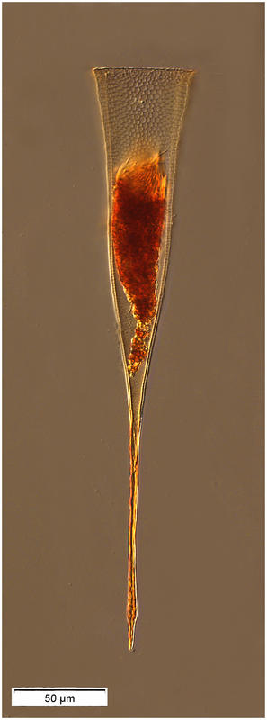 Xystonella clavata (Jörgensen 1924)