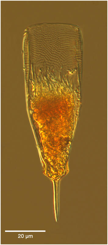 Xystonellopsis scyphium (Jörgesen 1924)