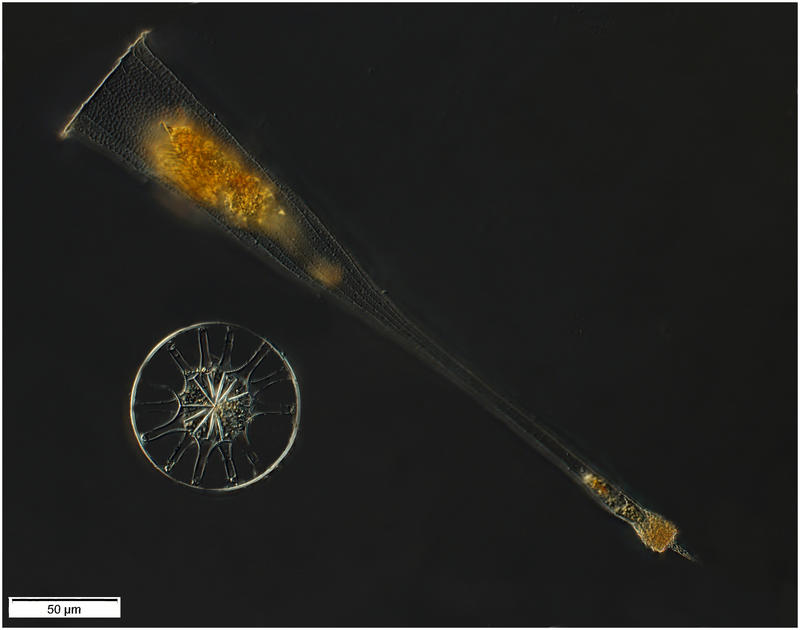 Rhabdonellopsis longicaulis