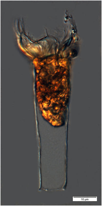 Very small Eutintinnus species