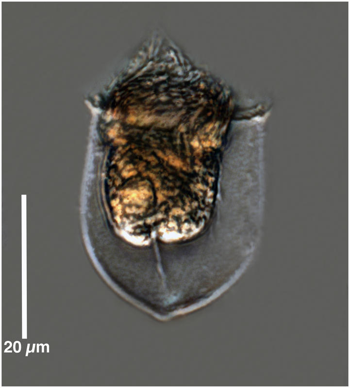 Acanthostomella norvegica