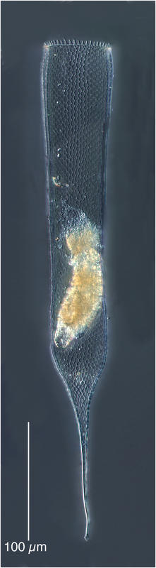 Parafavella gigantea