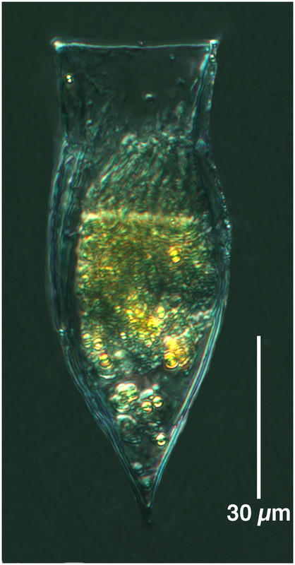 Proplectella parva