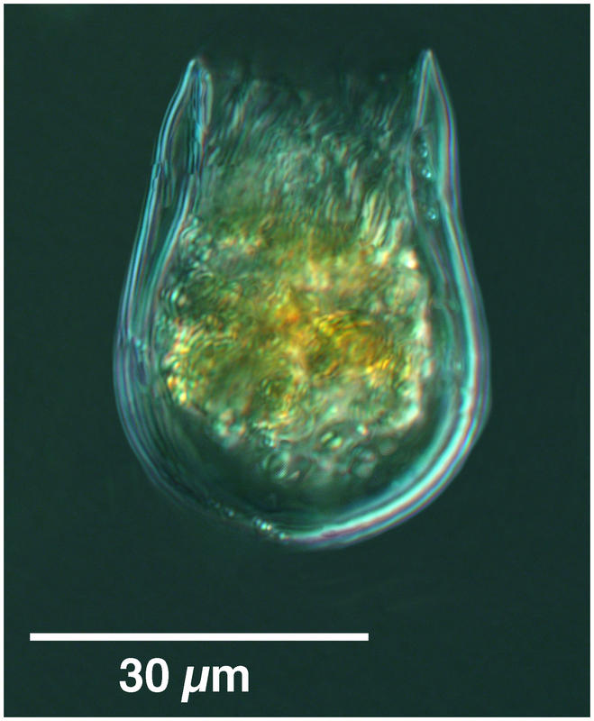 Proplectella perpusilla