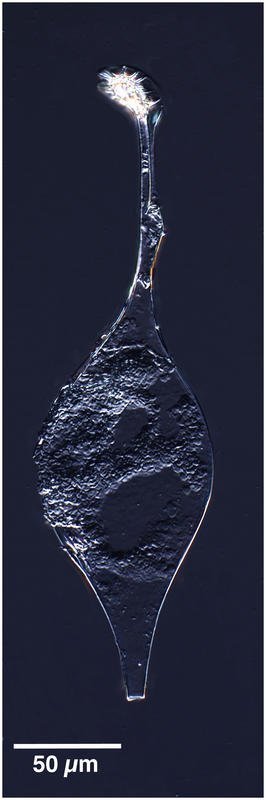 Amphisolenia sp